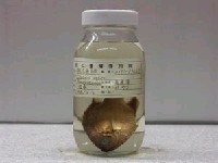 藏品(魏氏光鰓雀鯛)的圖片